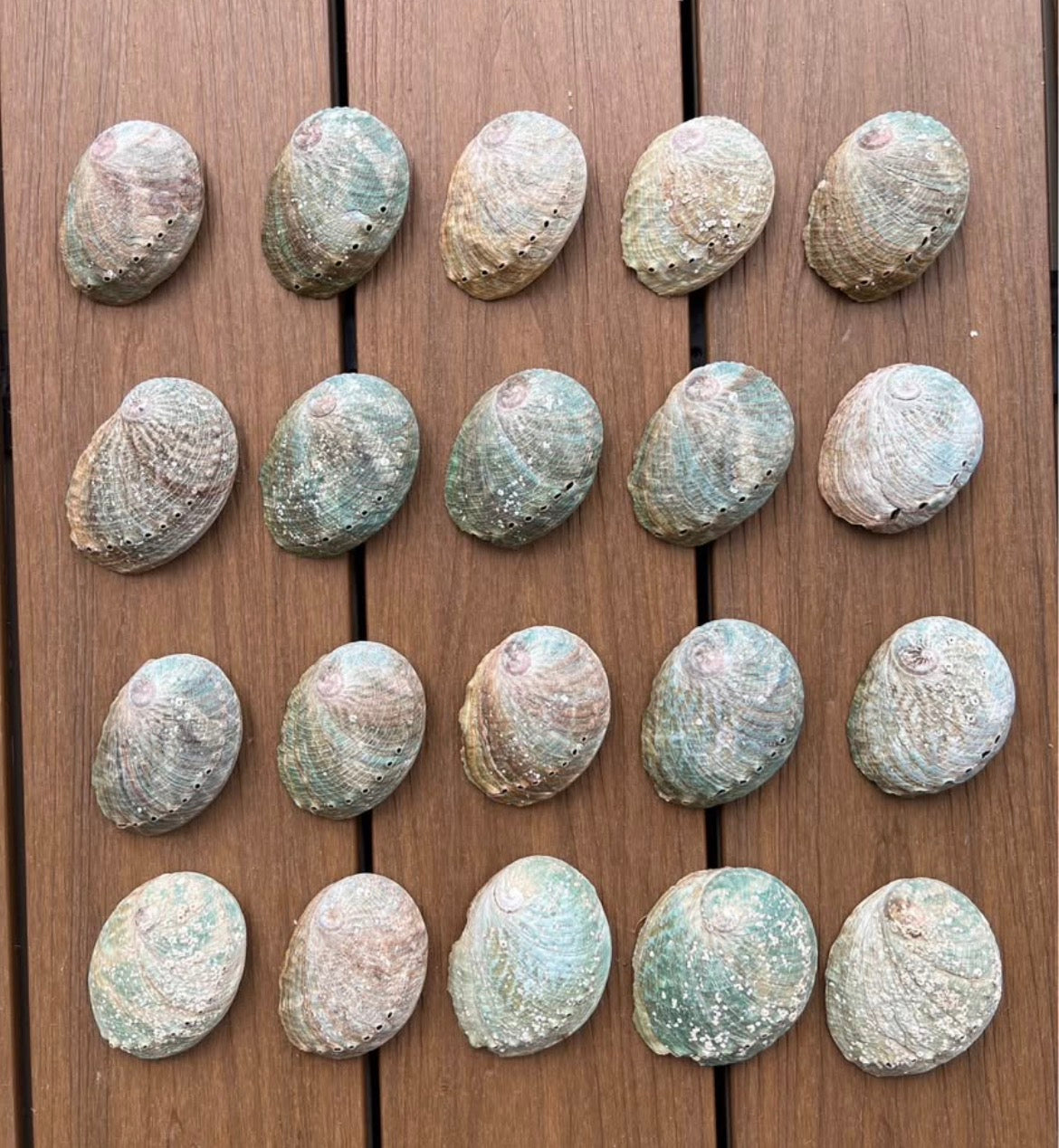 Abalone shells